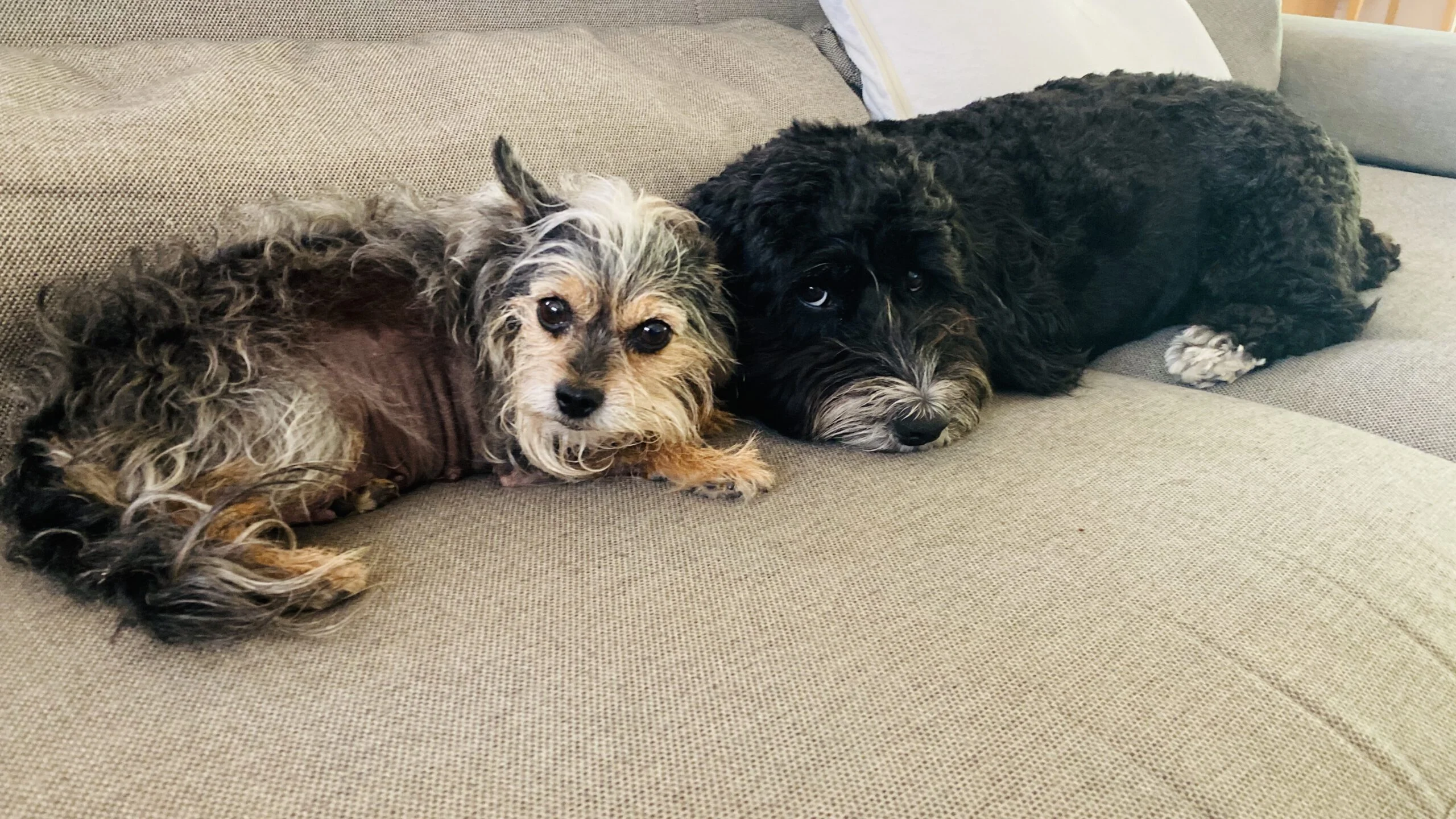Hunde Freund